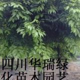 天竺桂苗、天竺桂樹(shù)供應(yīng)