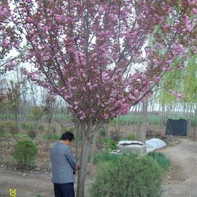 陜西櫻花陜西西安櫻花基地山櫻花山杏