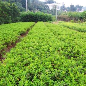 鄂州杜鵑苗批發(fā),荊門杜鵑苗種植技術(shù)