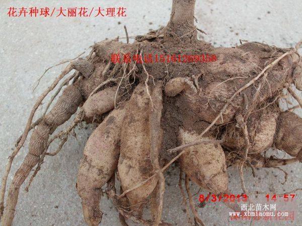 大丽花/菊花/仙客来/郁金香种球