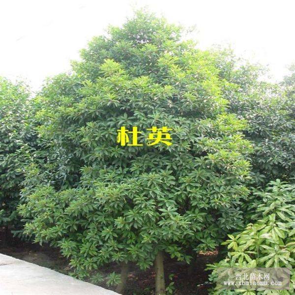 杜英價(jià)格