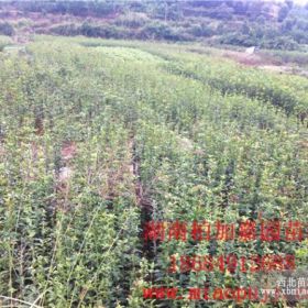 湖南八月桂花中苗、湖南金桂花树小苗价格