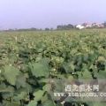 遼寧熊岳蘋(píng)果苗木熊岳保全苗木基地