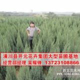 河南檜苗/刺柏苗/塔柏苗/筆柏苗