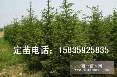 白皮松，油松，側(cè)柏，署儈，雪松，華山松，馬尾松