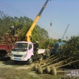 江蘇東臺優(yōu)質(zhì)高桿大葉女貞苗木基地直銷