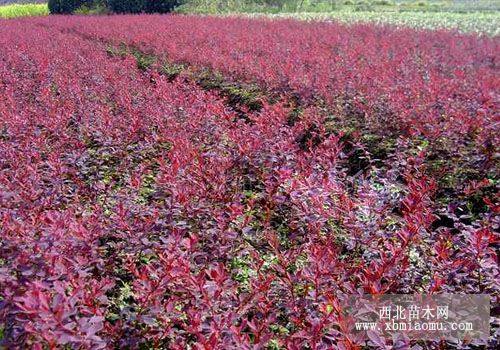 山东红叶小檗