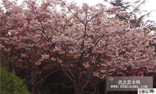 樱花 日本晚樱