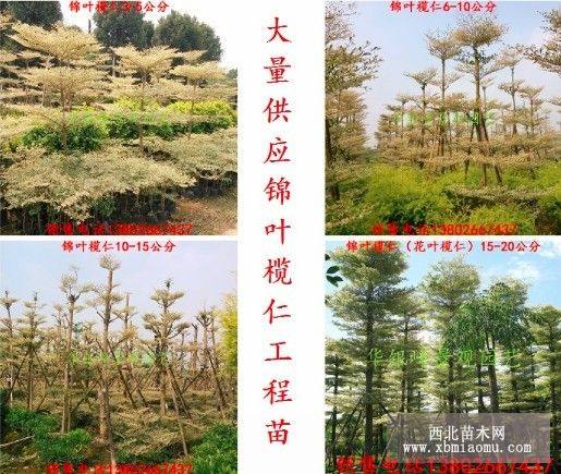 錦葉欖仁、花葉欖仁