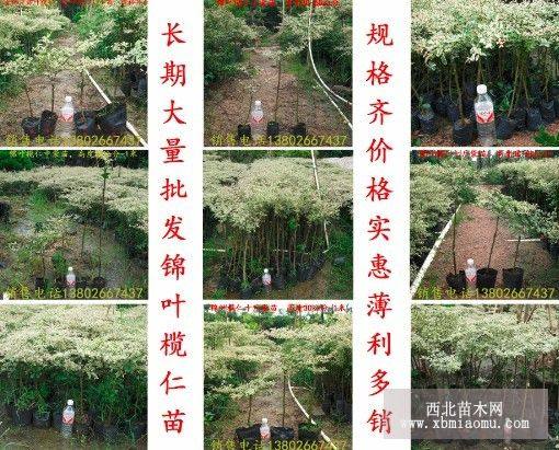 錦葉欖仁、花葉欖仁小苗