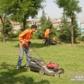 马尼拉草皮施肥产生肥害的原因与补救方法