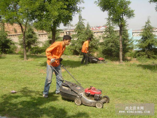 馬尼拉草皮