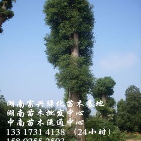 西北香樟价格网，株洲香樟价格，湖南香樟基地，湖南香樟供应基地