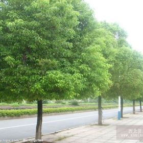 湖南香樟咨询，湖南香樟价格调查，湖南香樟栽种，湖南香樟培育