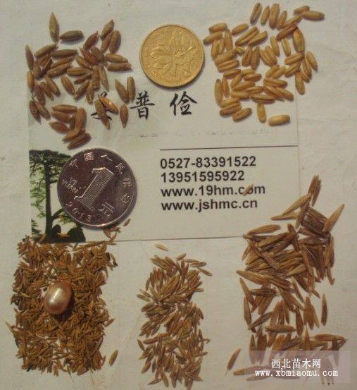 四倍體黑麥草高羊茅種子價(jià)格