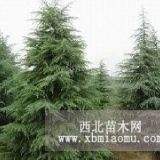 雪松---4米的價格信息