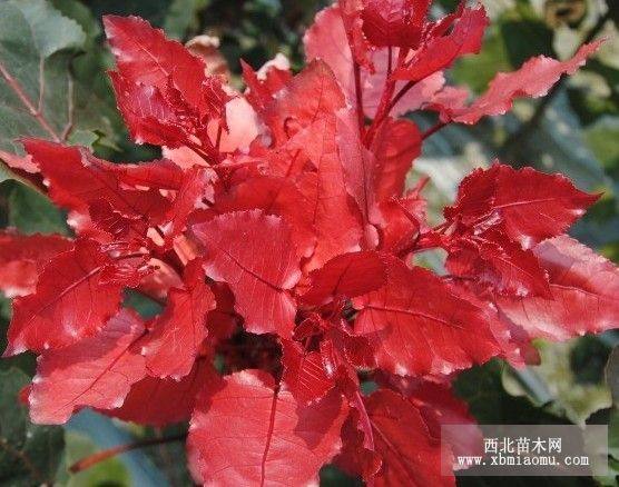 中華紅霞楊（紅葉楊三代）