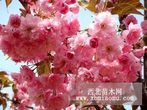 優(yōu)質(zhì)櫻花苗基地--至誠(chéng)園藝