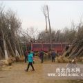 北京國槐小苗10公分國槐價格山東鑫木綠化苗圃基地