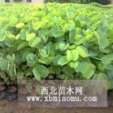 舒晗園林供應紫荊小苗1