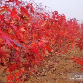 河南美國紅楓/江西美國紅楓/湖北美國紅楓