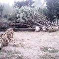 國(guó)槐苗子種植基地、國(guó)槐小苗種植基地、山東繁育國(guó)槐苗子基地