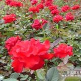 大紅帽月季 青州紅帽子月季 山東大紅帽月季價(jià)格