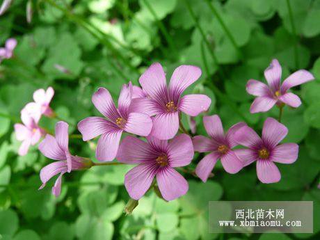 紅花炸醬草基地