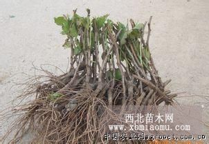 山西葡萄苗遼寧葡萄苗基地為你提供