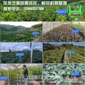 花友之家名貴茶花桂花科研基地克瑞墨、金花茶、銀邊彩葉桂