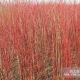 煙臺紅瑞木 青州金銀木基地 繡線菊種植基地 扶芳藤 衛(wèi)矛