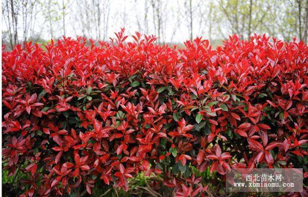 山東紅葉石楠價格