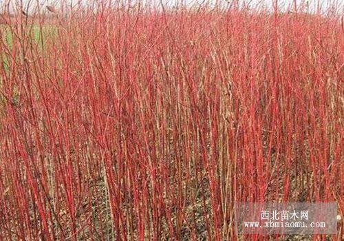 山東紅瑞木