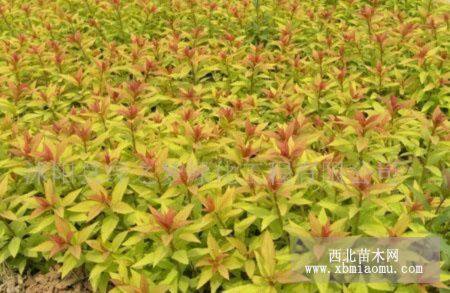 山東金焰繡線菊