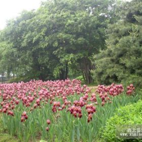 红花鸢尾 德国红花鸢尾 装盆鸢尾 盆栽鸢尾 营养钵鸢尾