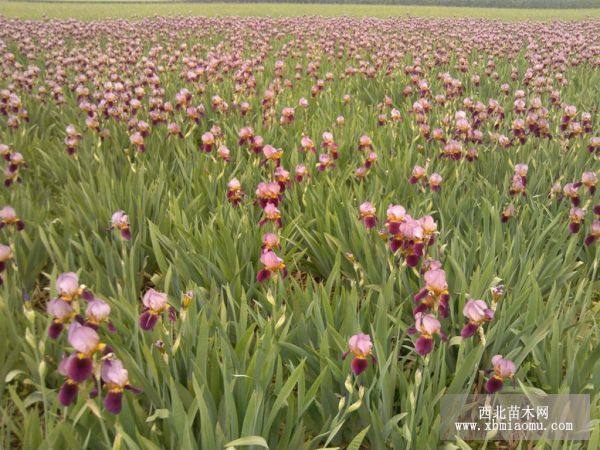 紅花鳶尾紅花德國(guó)鳶尾盆栽裝盆鳶尾