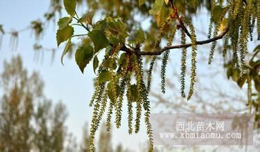 毛白楊一年生青島地區(qū)