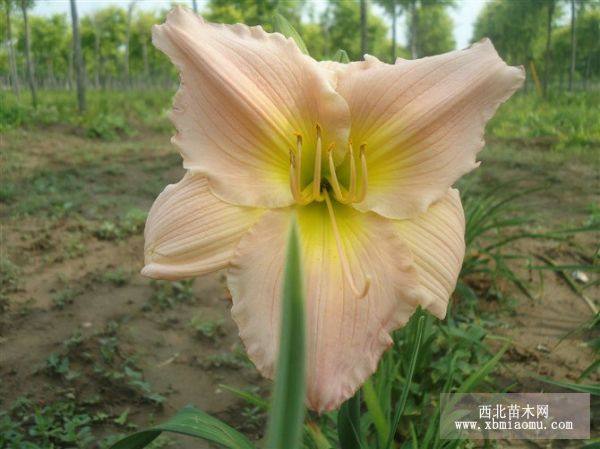 粉花萱草 萱草价格 萱草产地