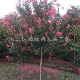 低價大量供應(yīng)：四川紫薇 四川大紅紫薇基地 四川紅花紫薇