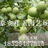 核桃樹苗  8518核桃苗  清香核桃苗