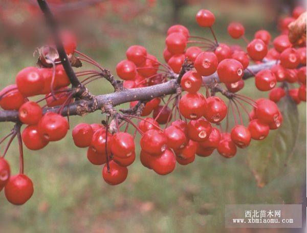 北美海棠：皇家雨點(diǎn)