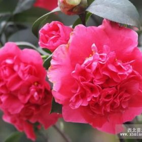 茶花(重瓣紅花)_南昌苗圃_金森女貞供應(yīng)