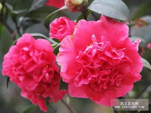 茶花(重瓣紅花)