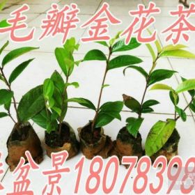 供應(yīng)金花茶、丹桂盆景苗