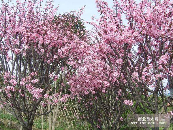 桂花梅花