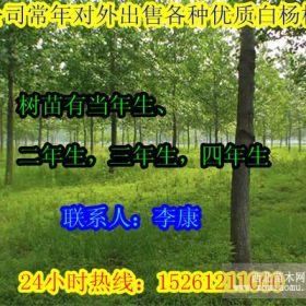 供应白杨树苗价格