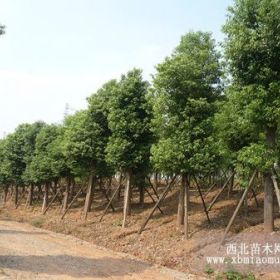 黃葛樹(shù)藍(lán)花楹小葉榕香樟象牙紅椿樹(shù)紅花紫荊