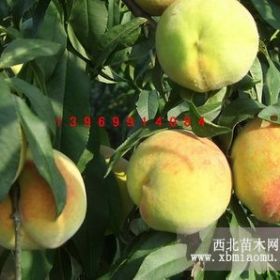 農(nóng)業(yè)種植致富項(xiàng)目——黃桃