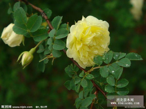 山東大花薔薇