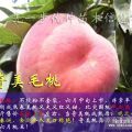 山西運(yùn)城臨猗奇美毛桃